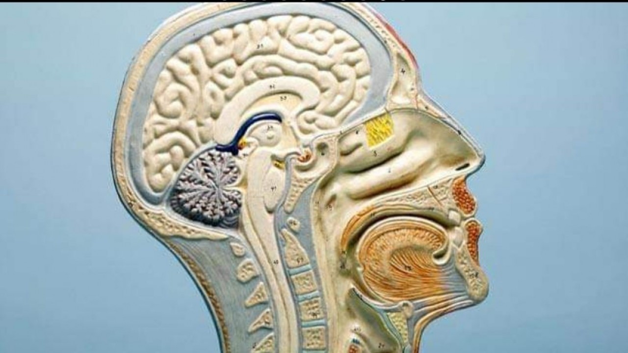 عادات &ldquo;سيئة جداً&rdquo; تدمر خلايا الدماغ